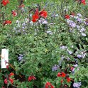 Salvia microphylla 'Royal Bumble'